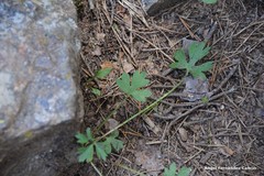 Ranunculus aconitifolius