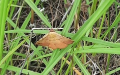 Hemeroplanis floccalis