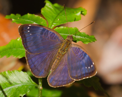 Euriphene barombina