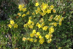 Potentilla biflora