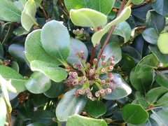 Rhaphiolepis umbellata