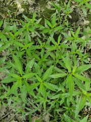 Penthorum sedoides