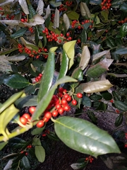 Ilex opaca