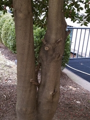 Ilex opaca