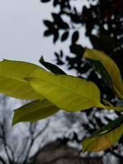 Ilex opaca