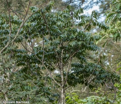 Zanthoxylum petiolare