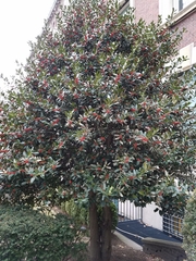 Ilex opaca