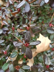 Rhododendron