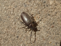 Prionus besikanus