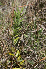 Pentalinoninae
