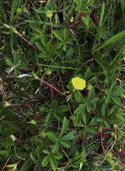 Potentilla canadensis
