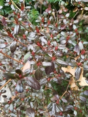 Rhododendron