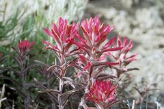 Castilleja angustifolia