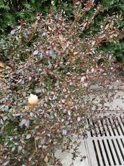 Rhododendron
