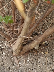 Rhododendron
