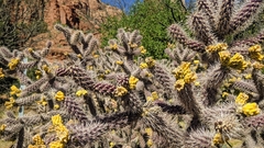 Cylindropuntia whipplei