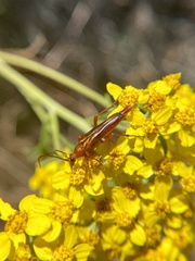 Neobellamira delicata