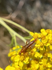 Neobellamira delicata