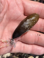 Halosaccion glandiforme