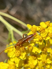 Neobellamira delicata