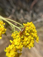 Neobellamira delicata