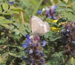Leptotes andicola