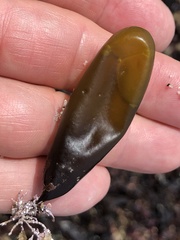 Halosaccion glandiforme