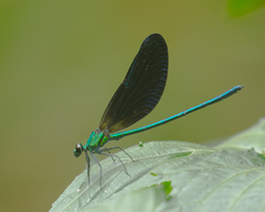 Sapho ciliata