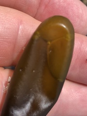 Halosaccion glandiforme