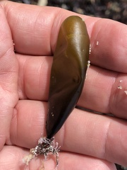 Halosaccion glandiforme