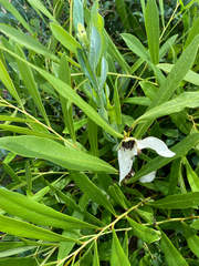 Asimina angustifolia