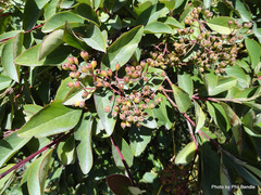Photinia davidiana