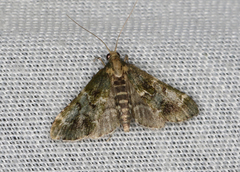 Arescoptera haplocala