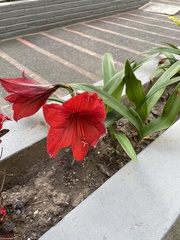 Hippeastrum vittatum