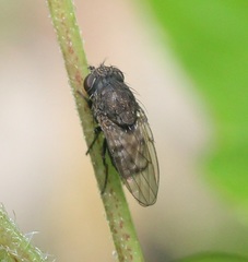 Paralimna punctipennis