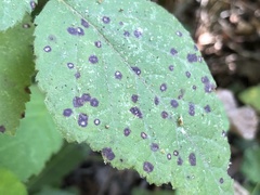 Sphaerulina westendorpii