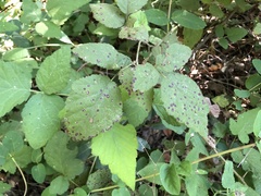 Sphaerulina westendorpii