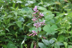 Dictamnus dasycarpus