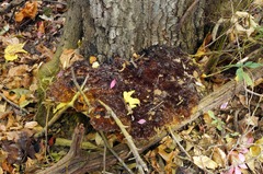 Inonotus glomeratus