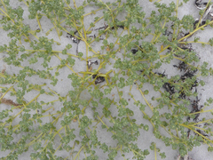 Atriplex billardierei