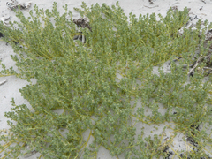 Atriplex billardierei