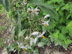 Solanum
