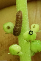 Celastrina neglectamajor