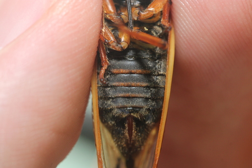 Decula Periodical Cicada