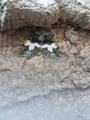 Hydriomena albifasciata
