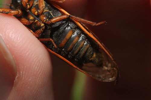 Decula Periodical Cicadas photo 4