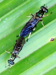 Merosargus