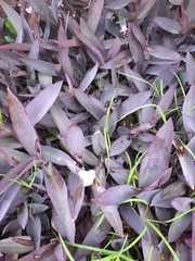Tradescantia pallida