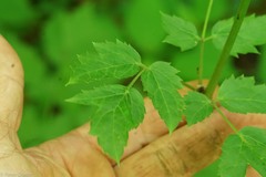 Celastrina neglectamajor