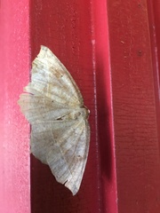 Campaea perlata